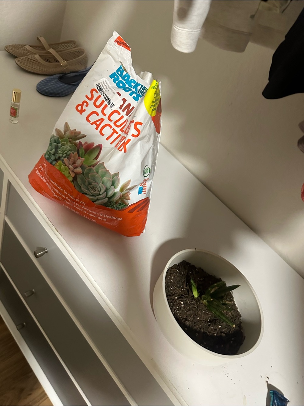 Succulent & cactus mix